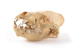 Image description is not available for 1997.1.25